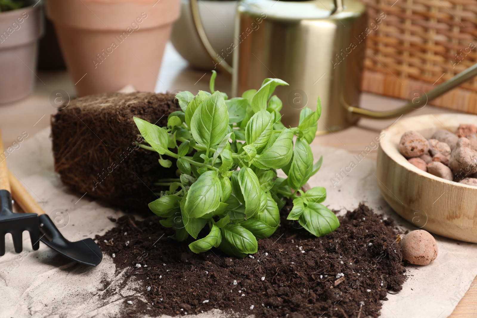 Photo of Transplanting herb. Fresh basil, clay pebbles and gardening tools with soil on table