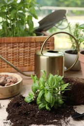 Transplanting plant. Potted herbs, clay pebbles and gardening tools with soil on table indoors