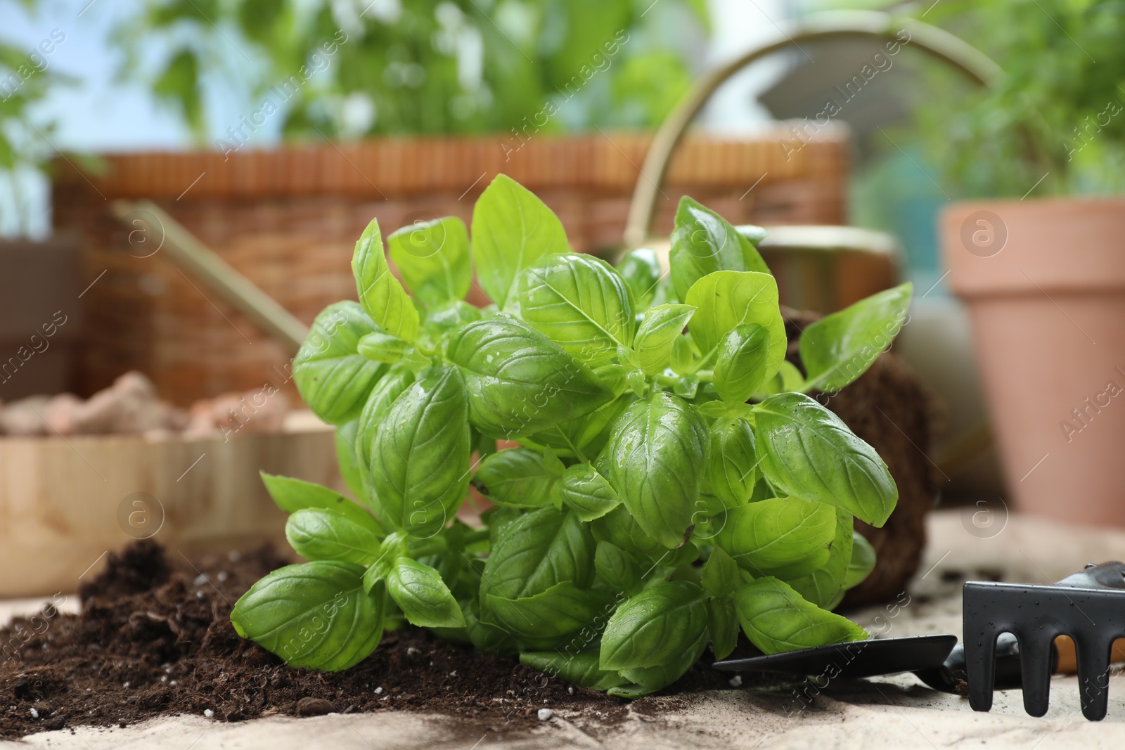 Photo of Transplanting plant. Basil herb and gardening tools with soil on table indoors