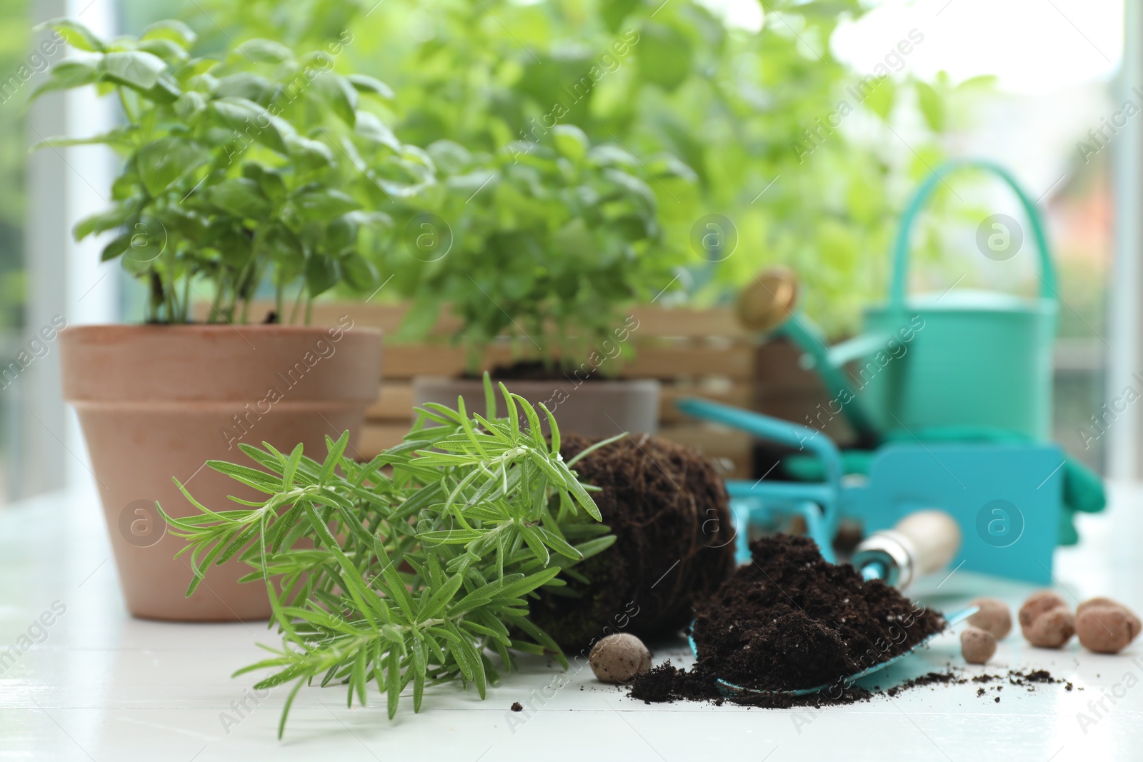 Photo of Transplanting plant. Potted herbs, clay pebbles and gardening tools with soil on white wooden table indoors