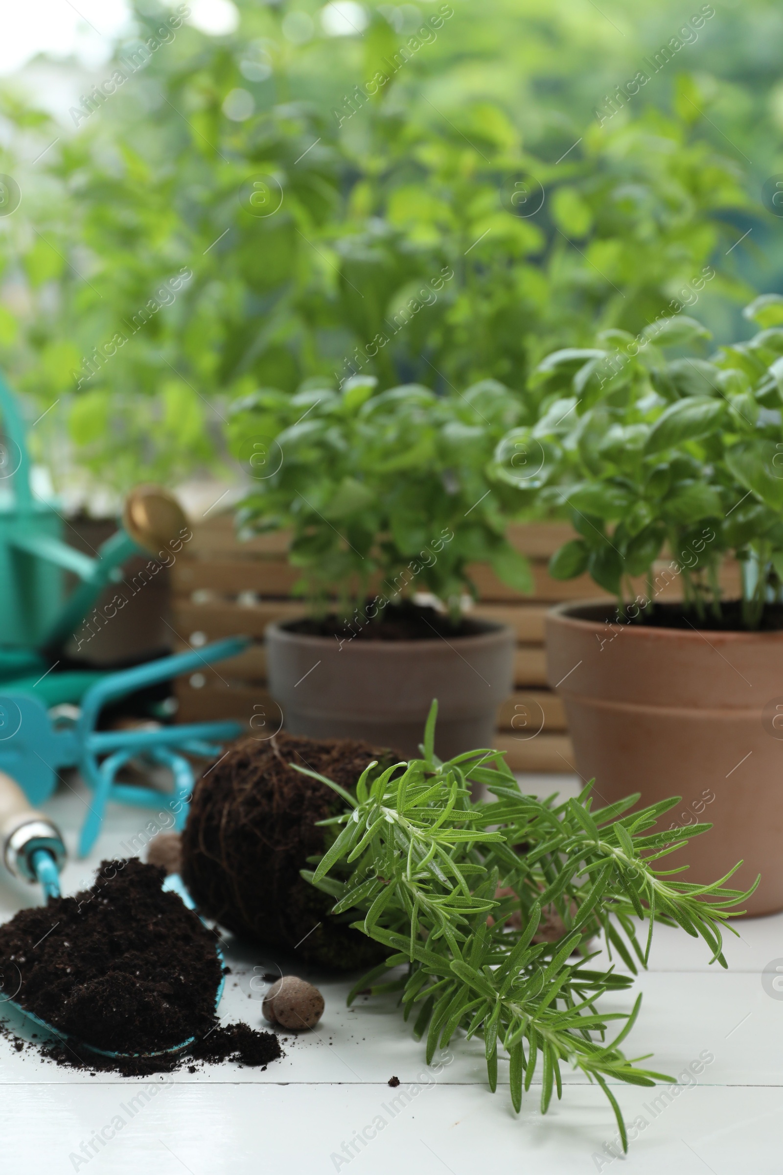 Photo of Transplanting plant. Potted herbs, clay pebbles and gardening tools with soil on white wooden table indoors