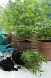 Transplanting plant. Potted herbs, clay pebbles and gardening tools with soil on white wooden table indoors