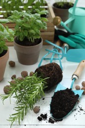 Transplanting plant. Potted herbs, clay pebbles and gardening tools with soil on white wooden table