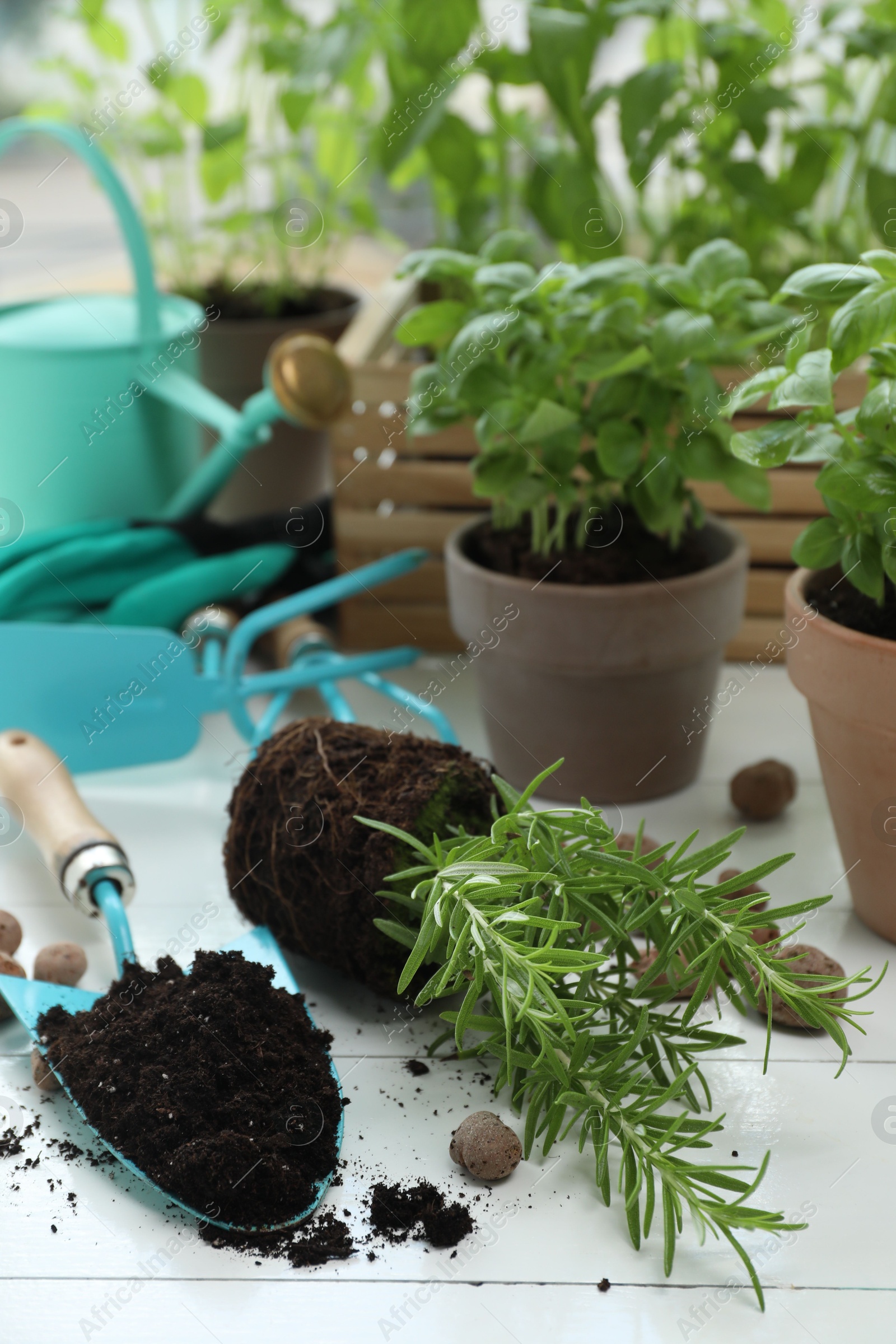 Photo of Transplanting plant. Potted herbs, clay pebbles and gardening tools with soil on white wooden table indoors