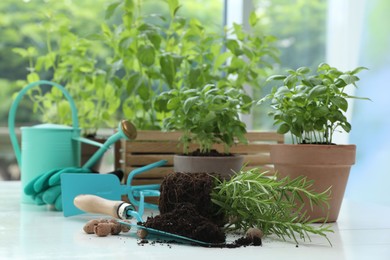 Photo of Transplanting plant. Potted herbs, clay pebbles and gardening tools with soil on white wooden table indoors