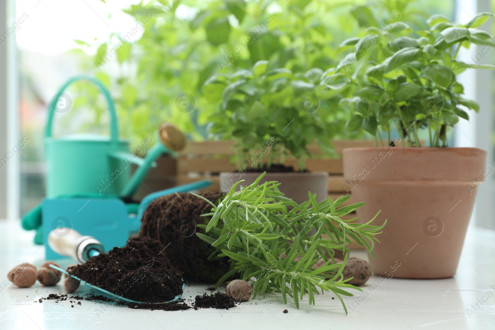 Photo of Transplanting plant. Potted herbs, clay pebbles and gardening tools with soil on white wooden table indoors