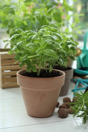 Potted herbs and clay pebbles on white wooden table indoors