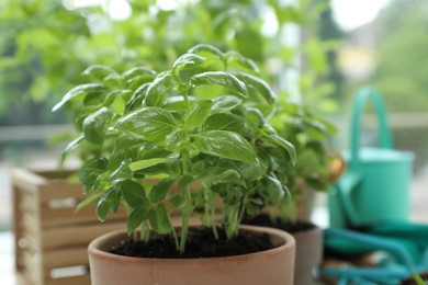 Potted basil growing on table, closeup. Fresh herb