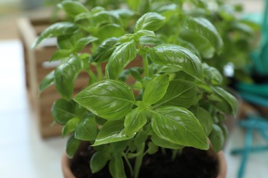 Photo of Potted basil growing on table, closeup. Fresh herb