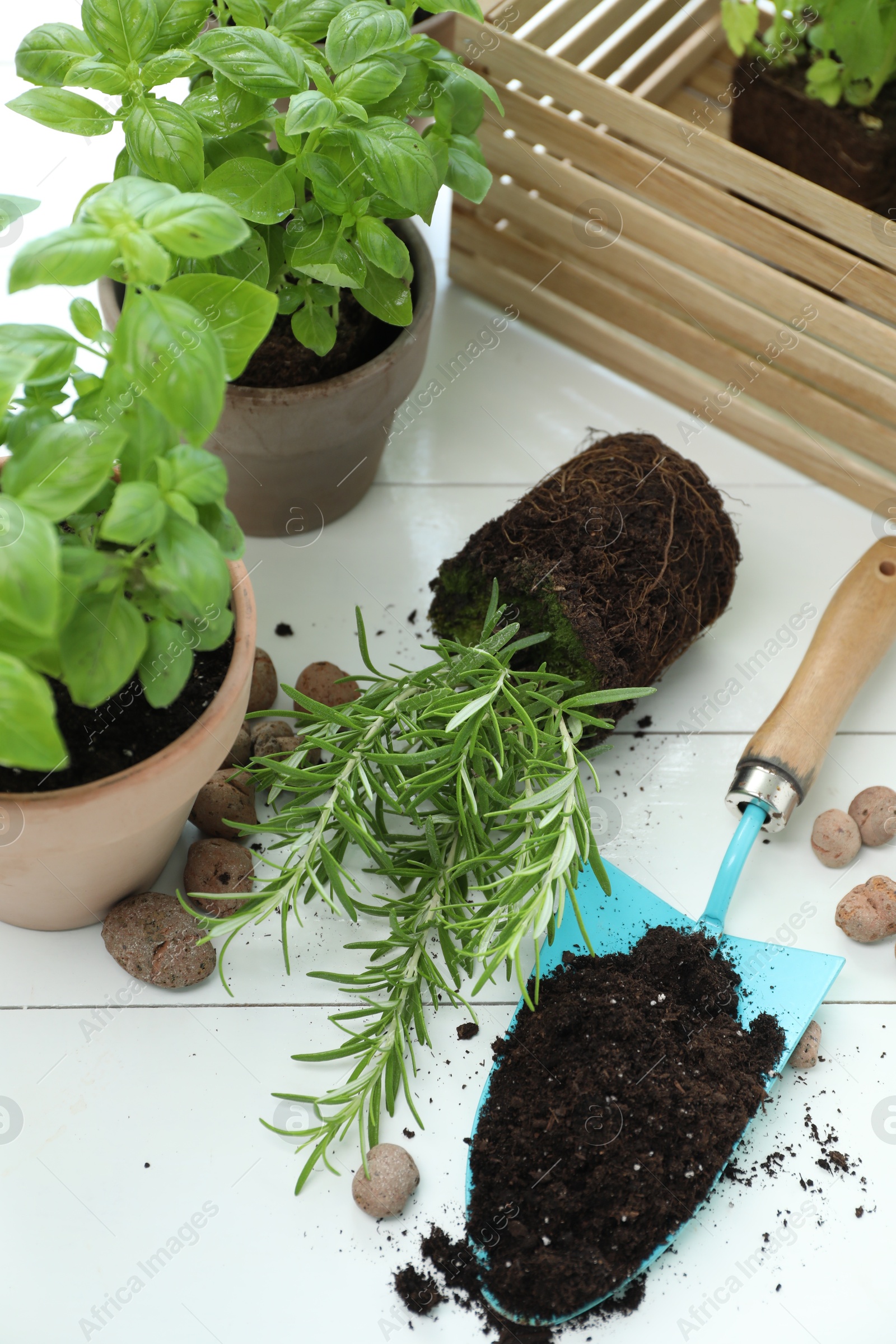 Photo of Transplanting plant. Potted herbs, clay pebbles and gardening tools with soil on white wooden table, flat lay