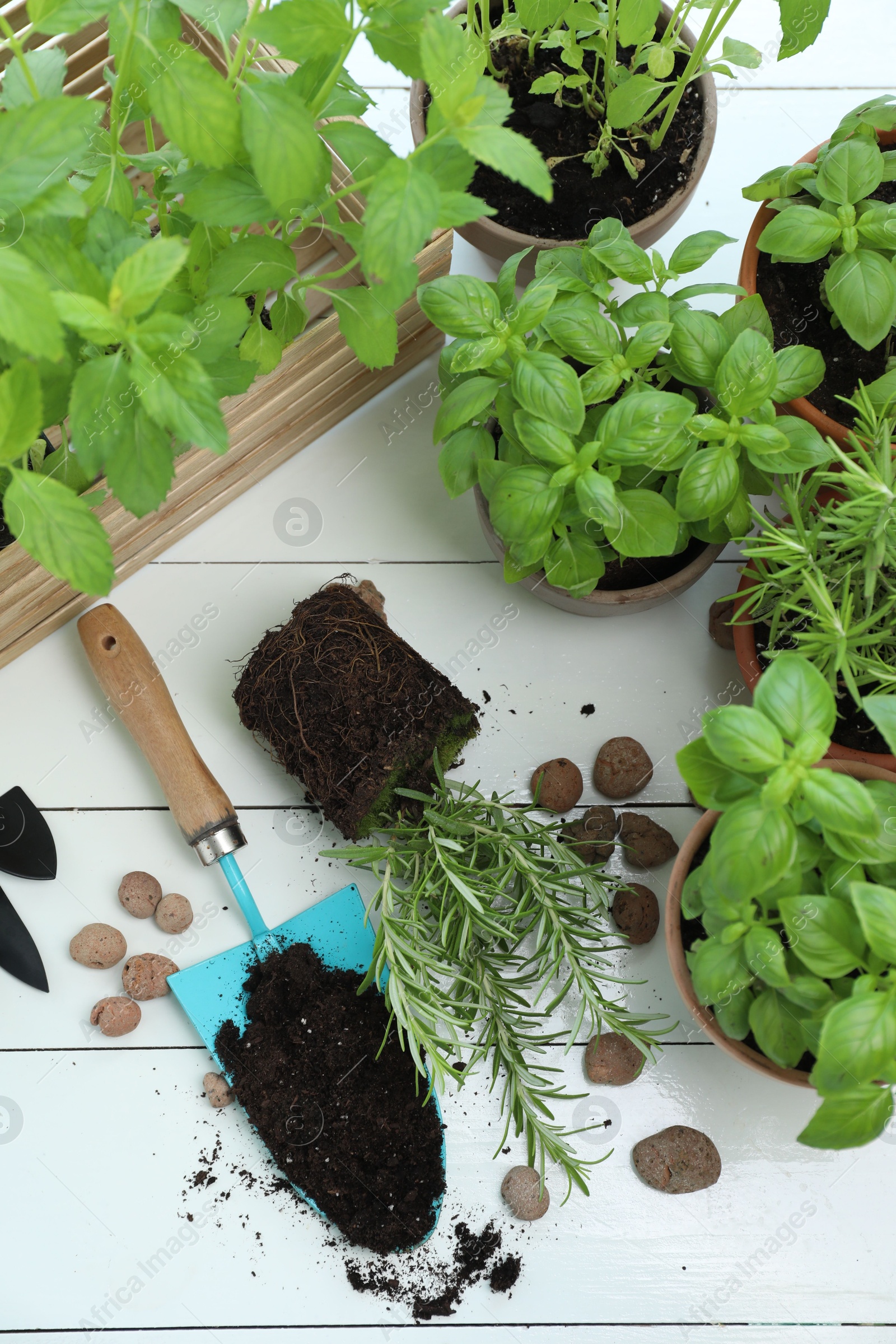 Photo of Transplanting plant. Potted herbs, clay pebbles and gardening tools with soil on white wooden table, flat lay