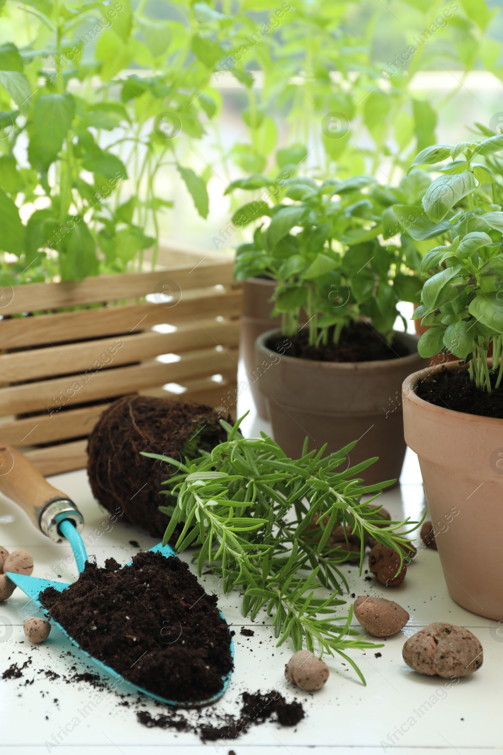 Photo of Transplanting plant. Potted herbs, clay pebbles and gardening tools with soil on white wooden table indoors