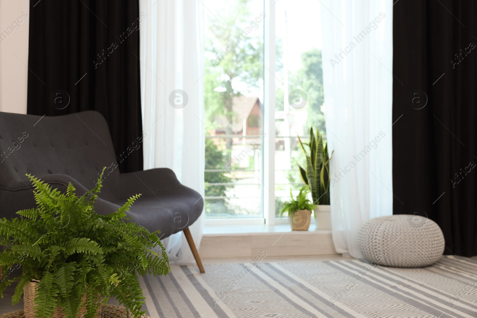 Photo of Sofa, green houseplants, pouffe and elegant curtains in room. Interior design