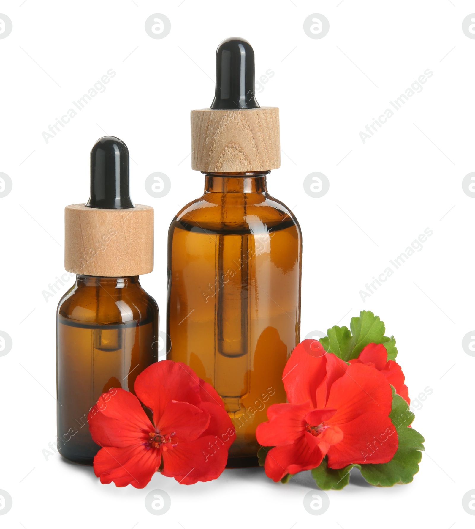 Photo of Bottles of geranium essential oil and beautiful flowers isolated on white