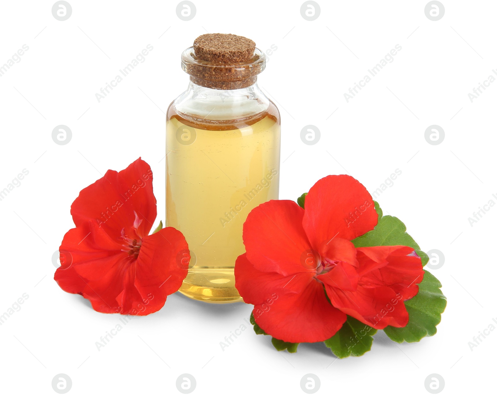 Photo of Bottle of geranium essential oil and beautiful flowers isolated on white