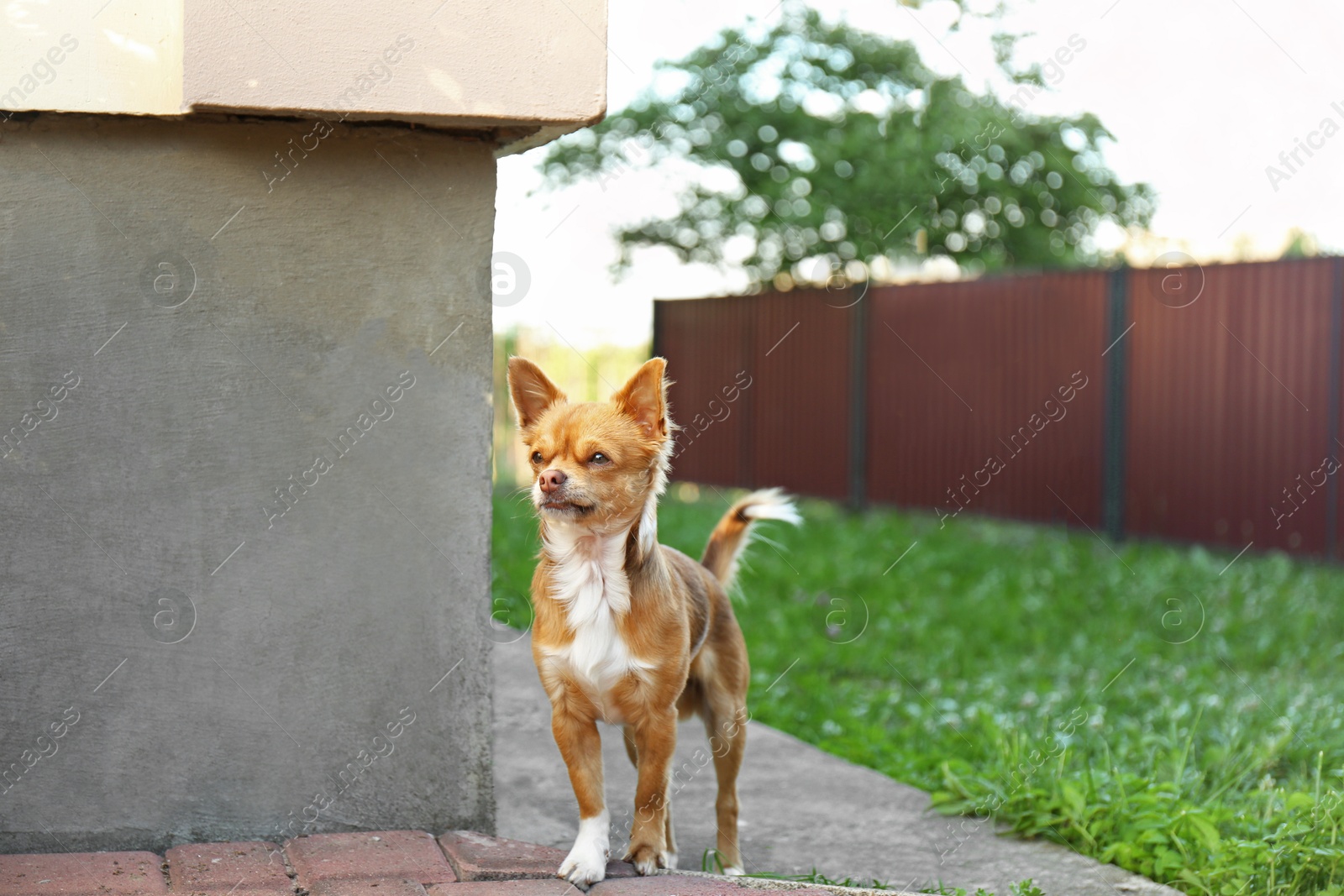 Photo of Cute dog with brown hair walking outdoors