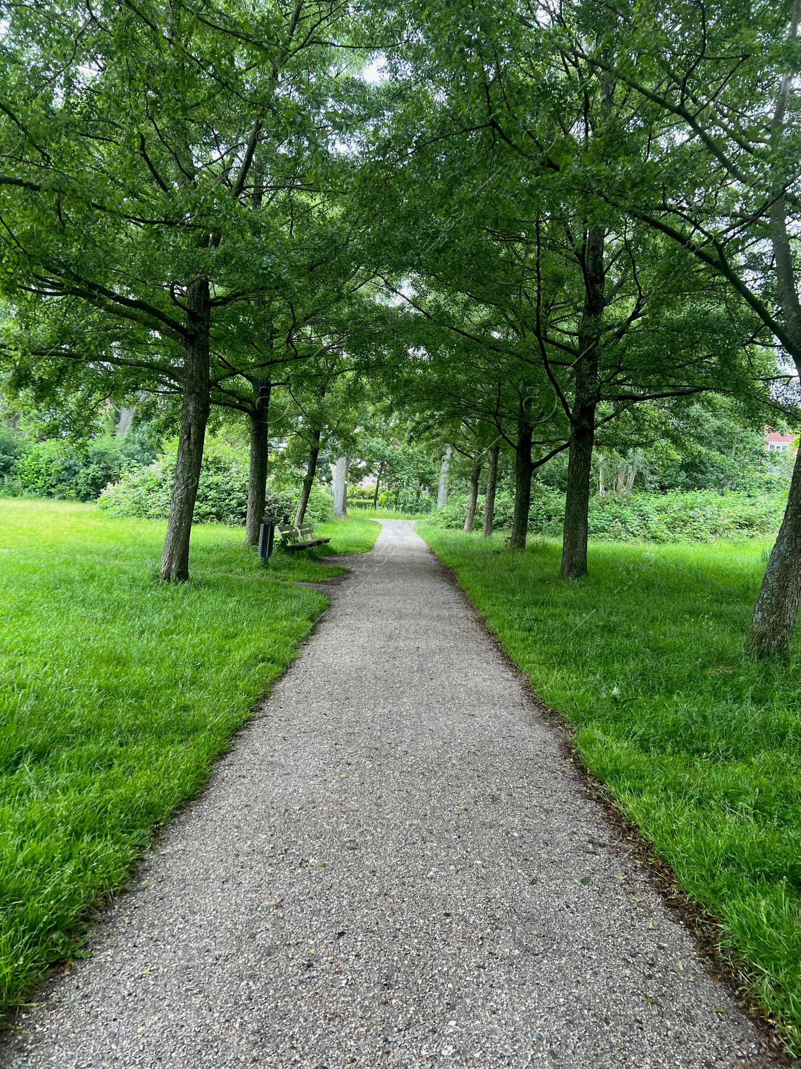 Photo of Picturesque view of pathway among trees and green grass