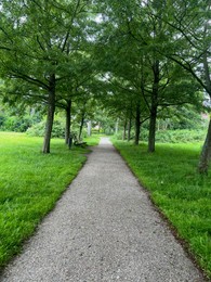 Picturesque view of pathway among trees and green grass