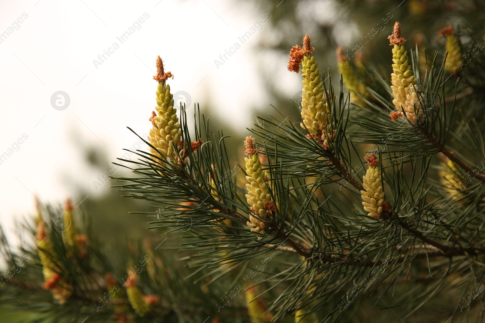 Photo of Beautiful fir tree with cones outdoors, closeup