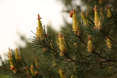 Photo of Beautiful fir tree with cones outdoors, closeup