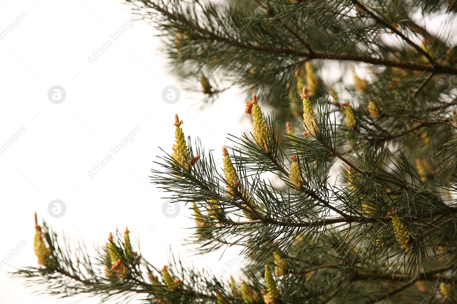 Photo of Beautiful fir tree with cones outdoors, closeup