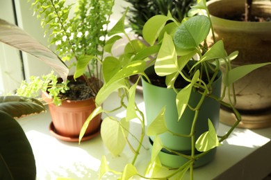 Photo of Beautiful green houseplants in pots on windowsill indoors