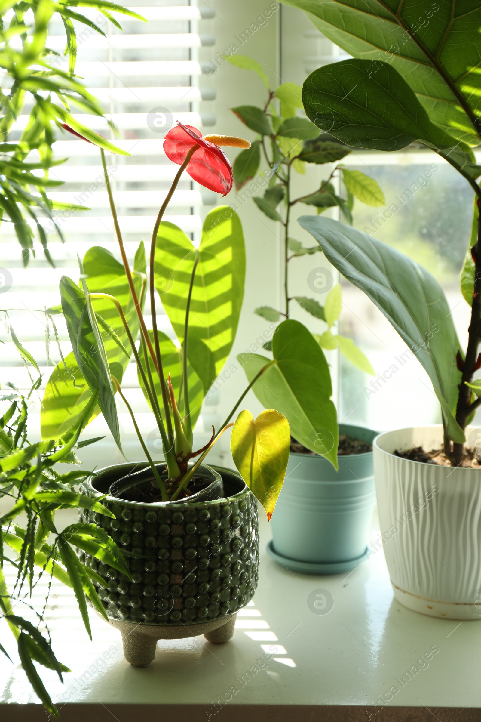 Photo of Beautiful green houseplants in pots on windowsill indoors