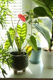 Photo of Beautiful green houseplants in pots on windowsill indoors