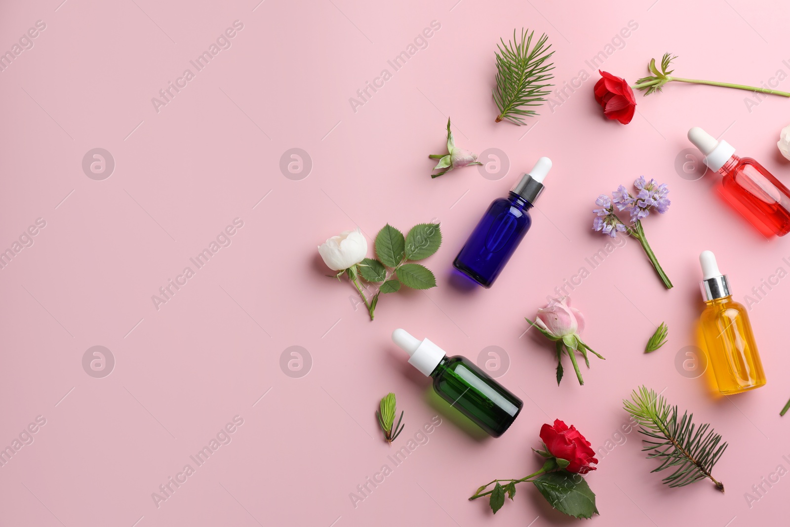 Photo of Aromatherapy. Different essential oils, flowers and fir twigs on pink background, flat lay. Space for text