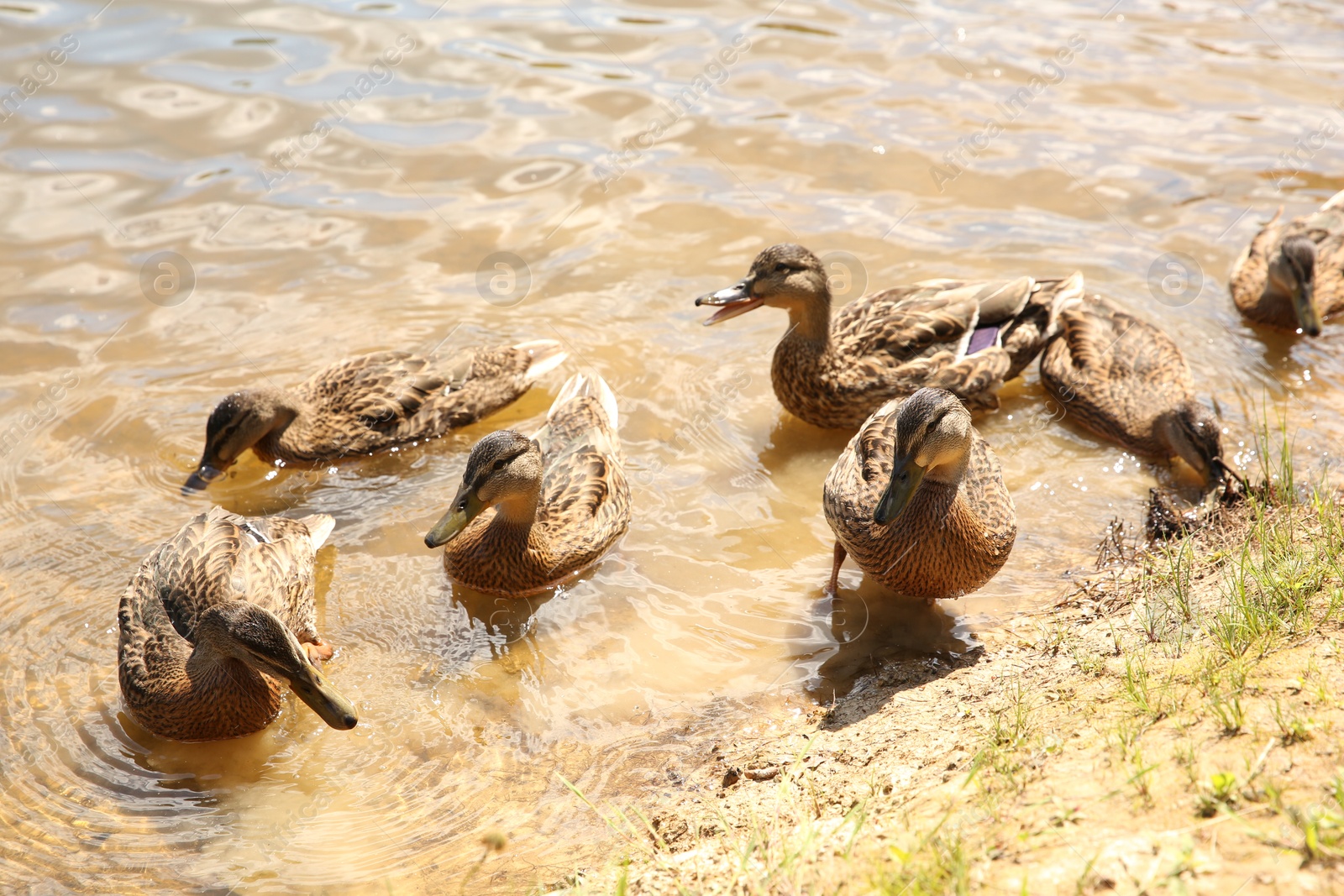 Photo of Many beautiful ducks swimming in lake outdoors