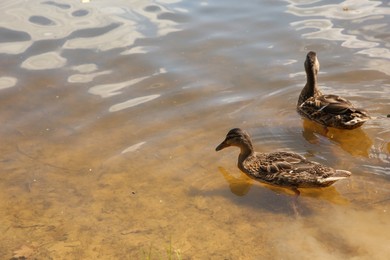Photo of Two beautiful ducks swimming in lake outdoors, space for text