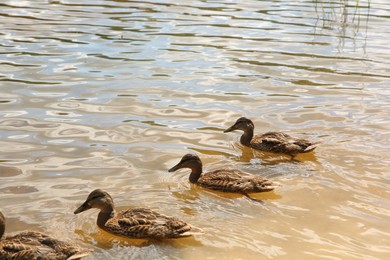 Photo of Many beautiful ducks swimming in lake outdoors