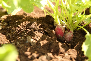 Organic radishes growing in garden on sunny day