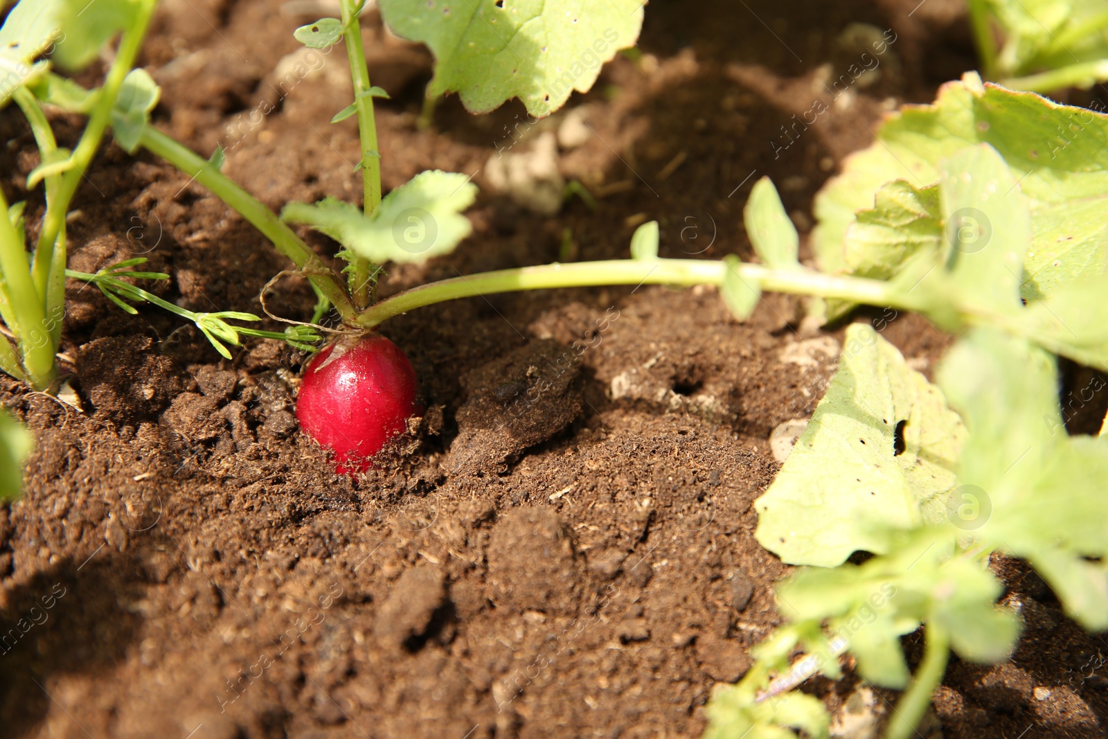 Photo of Organic radishes growing in garden on sunny day