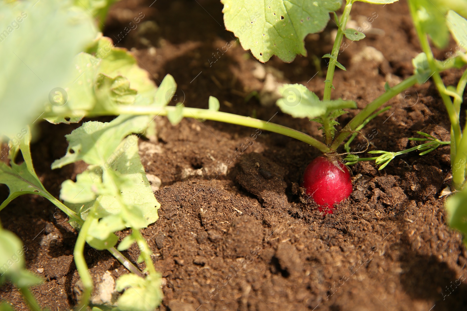 Photo of Organic radishes growing in garden on sunny day