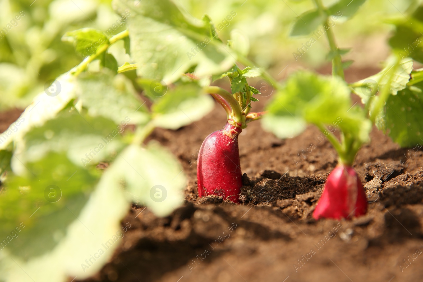 Photo of Organic radishes growing in garden on sunny day