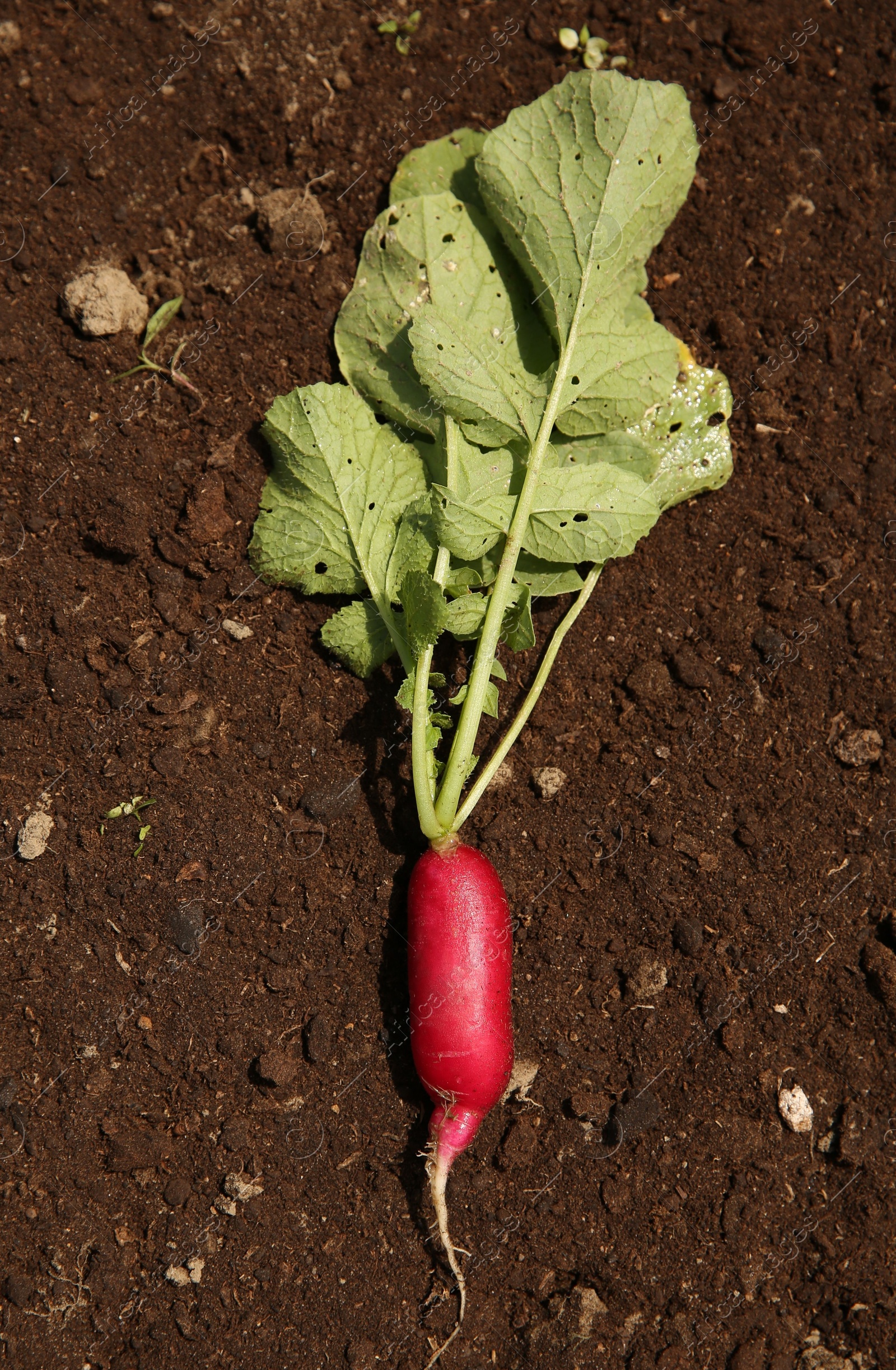 Photo of One freshly harvested radish on soil, top view