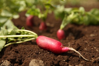 Photo of Freshly harvested radish on soil, closeup view