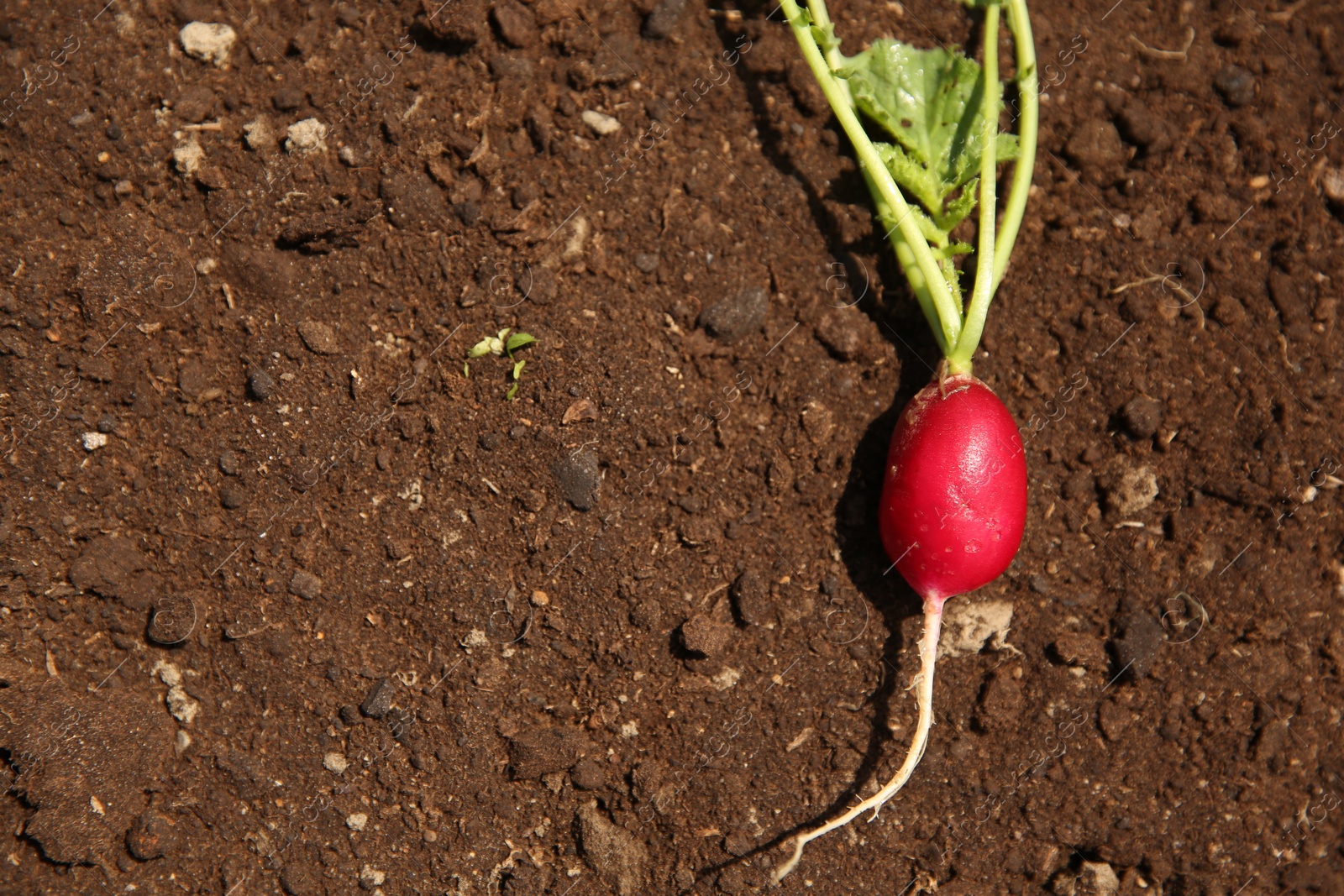 Photo of One freshly harvested radish on soil, top view