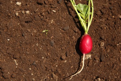 One freshly harvested radish on soil, top view