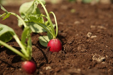 Photo of Organic radishes growing in garden on sunny day