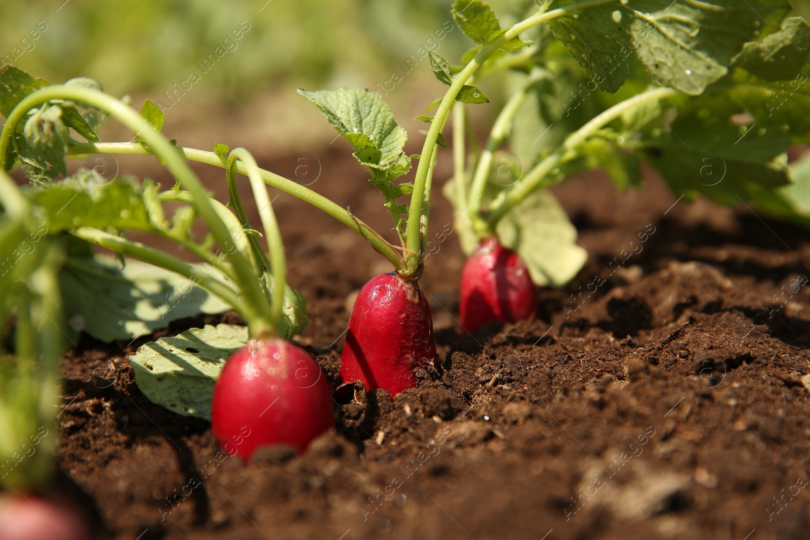 Photo of Organic radishes growing in garden on sunny day