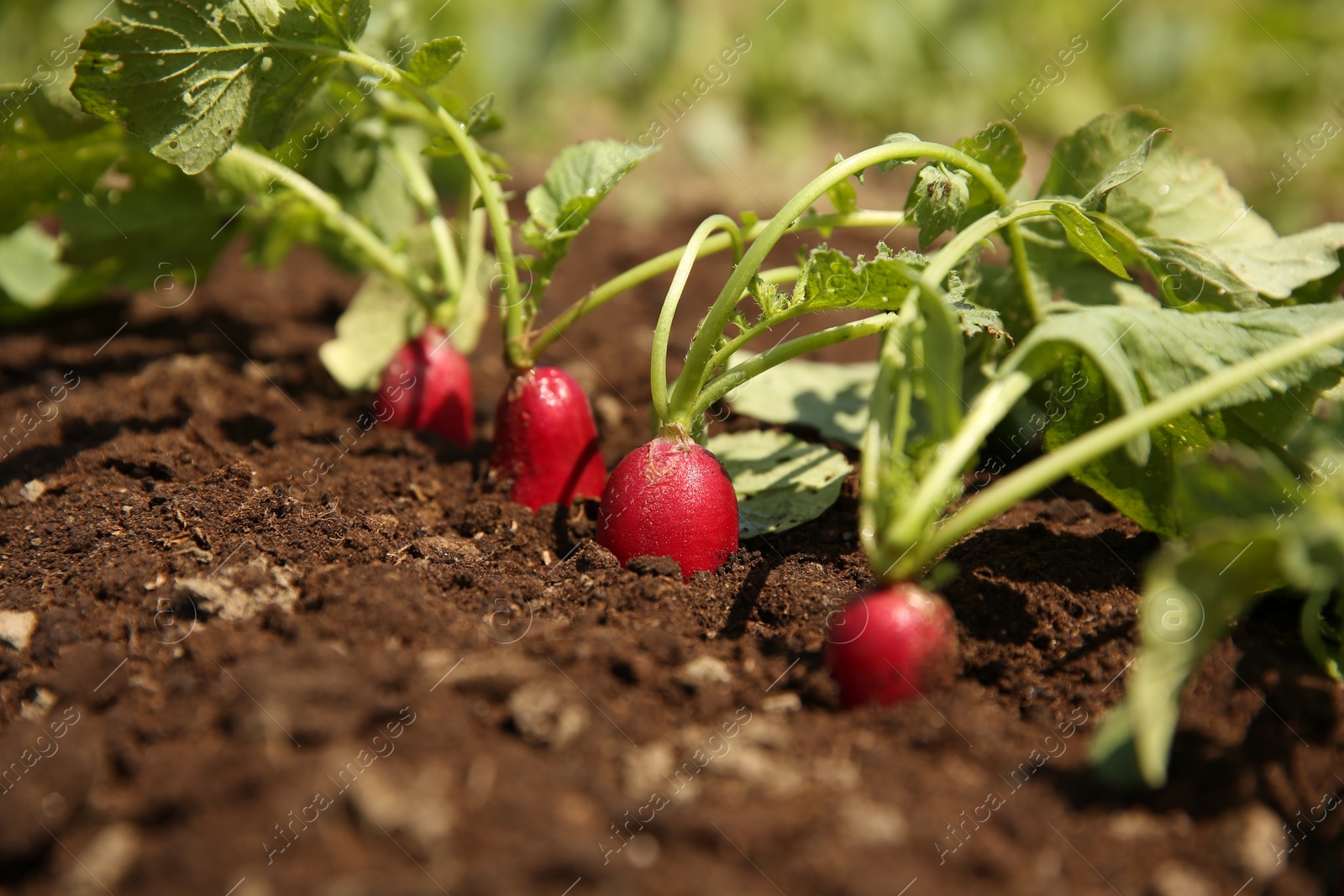 Photo of Organic radishes growing in garden on sunny day