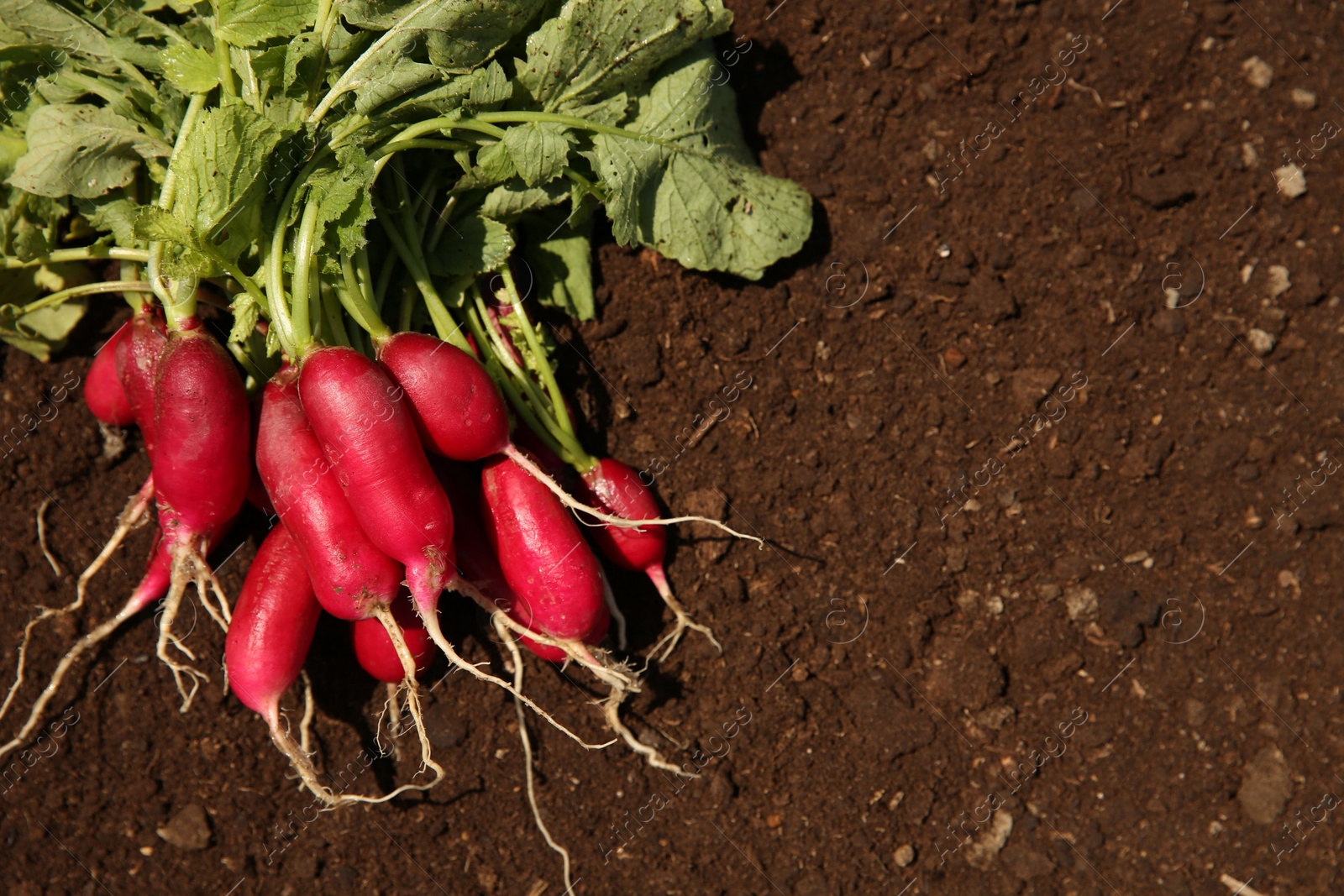 Photo of Bunch of freshly harvested radishes on soil