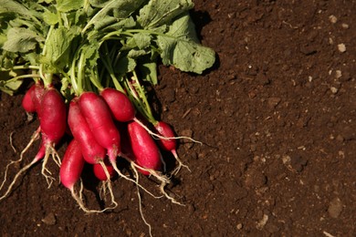 Bunch of freshly harvested radishes on soil