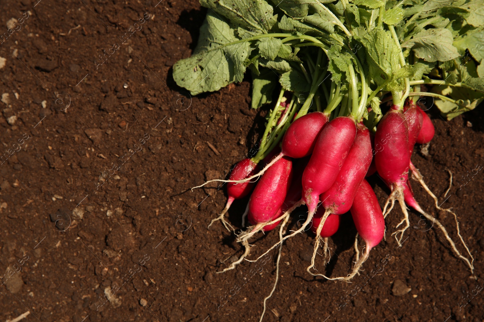 Photo of Bunch of freshly harvested radishes on soil, above view