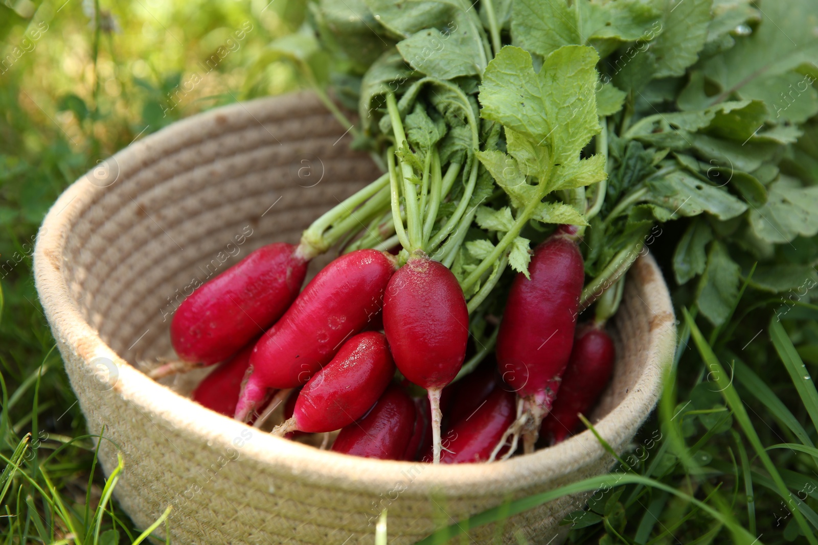 Photo of Bunch of freshly harvested radishes in basket outdoors