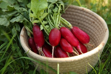 Bunch of freshly harvested radishes in basket outdoors