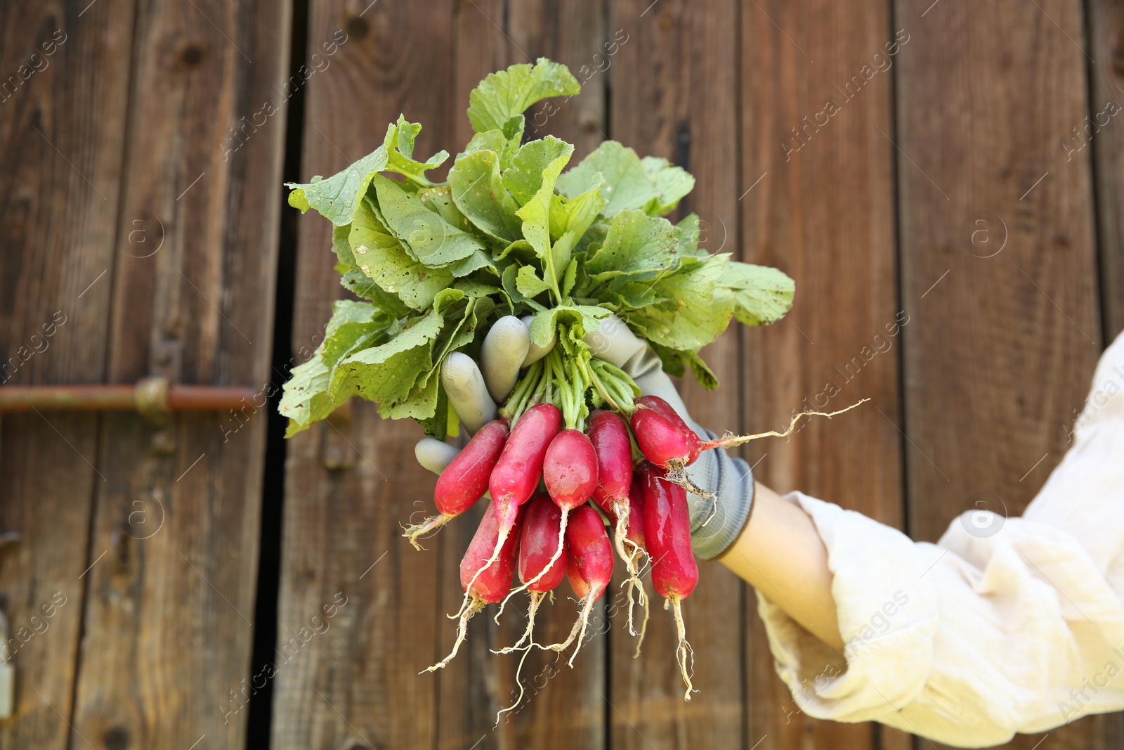 Photo of Farmer holding bunch of freshly harvested radishes near wooden wall, closeup