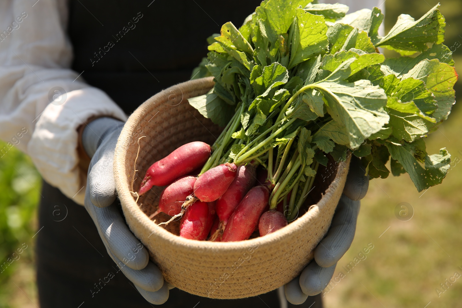 Photo of Farmer holding freshly harvested radishes in garden, closeup